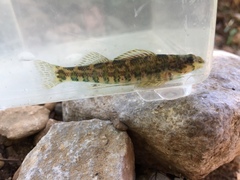 Etheostoma zonale