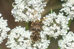 Centrocoris variegatus