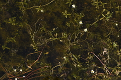 Batrachium