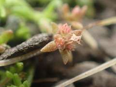 Crassula mataikona