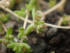 Crassula mataikona