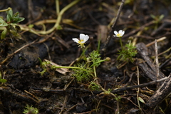 Batrachium