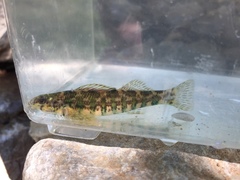Etheostoma zonale