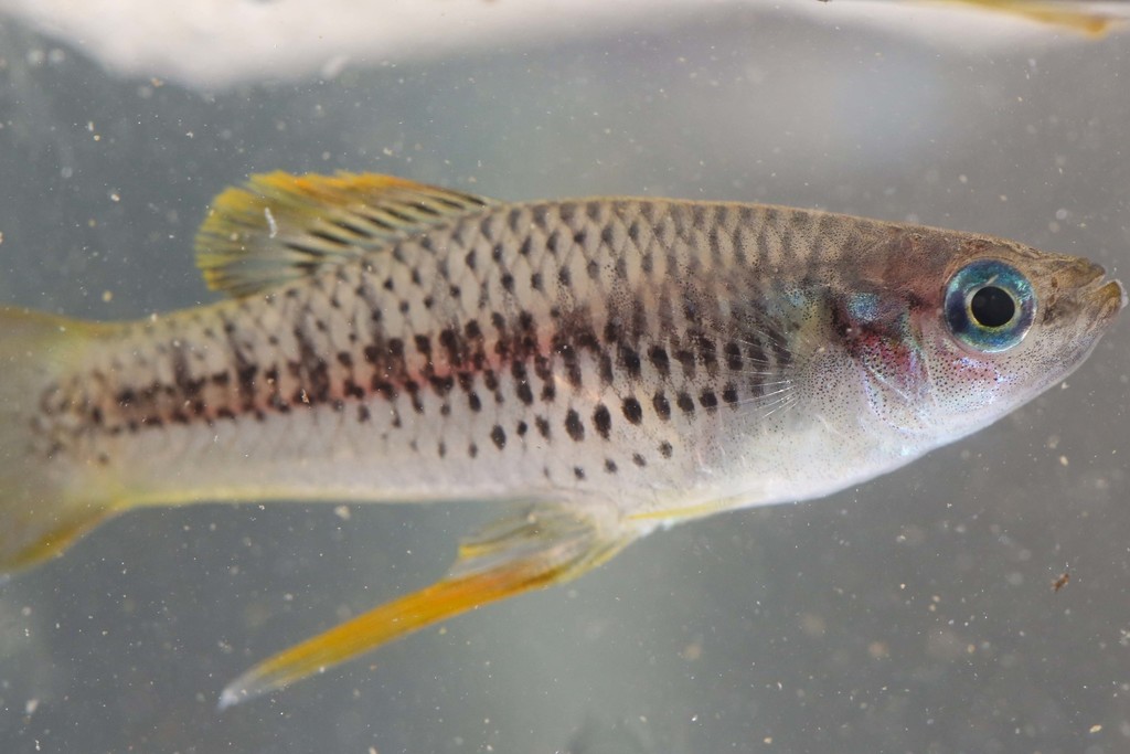 Livebearer