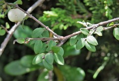 Symphoricarpos microphyllus