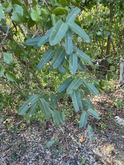 Stigmaphyllon emarginatum