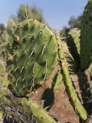 Opuntia lasiacantha