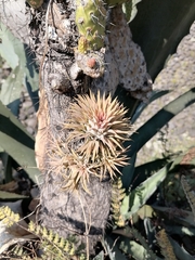 Tillandsia ionantha