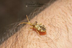 Centrocoris variegatus