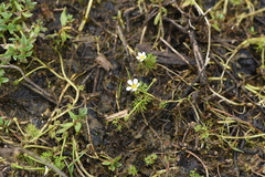 Batrachium
