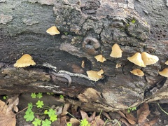 Crepidotus mollis
