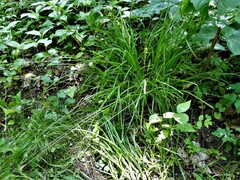 Carex cephaloidea