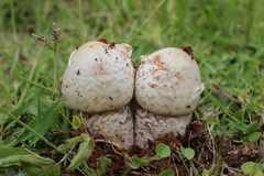 Termitomyces reticulatus