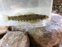 Etheostoma zonale