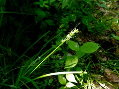 Carex cephaloidea