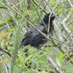 Agelasticus cyanopus