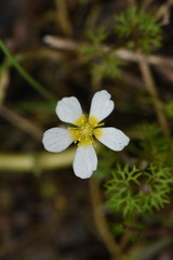 Batrachium
