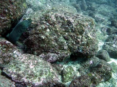 Gymnothorax castaneus