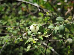 Symphoricarpos microphyllus