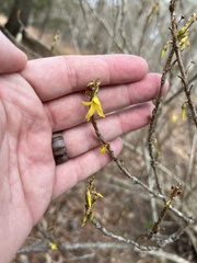 Forsythia suspensa