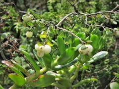 Symphoricarpos microphyllus