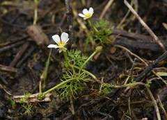 Batrachium