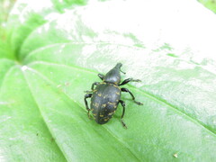 Liparus glabrirostris