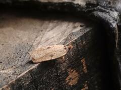 Agonopterix ocellana