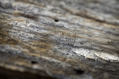Mycocalicium subtile