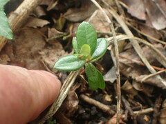 Luma apiculata