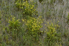 Ranunculus ophioglossifolius