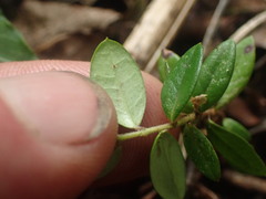 Luma apiculata