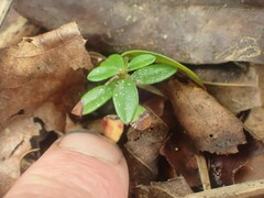 Luma apiculata