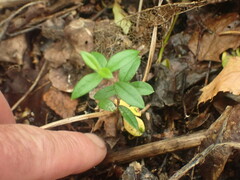 Luma apiculata