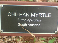 Luma apiculata