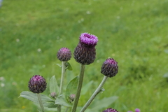 Cirsium