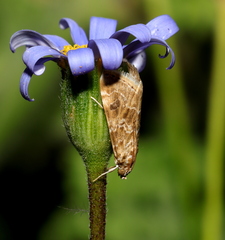 Hellula