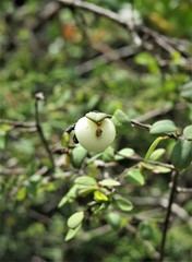 Symphoricarpos microphyllus