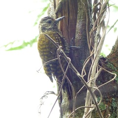 Dryobates spilogaster