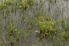 Ranunculus ophioglossifolius