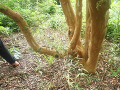 Luma apiculata