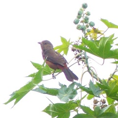 Ramphocelus bresilius