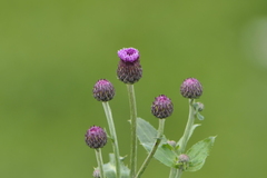 Cirsium