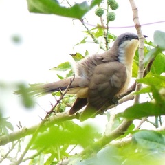 Coccyzus melacoryphus