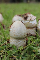 Termitomyces reticulatus
