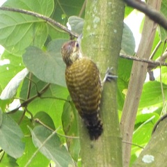 Dryobates spilogaster