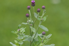 Cirsium