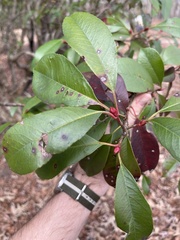 Photinia serratifolia