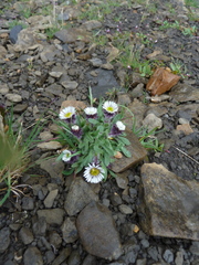 Erigeron humilis