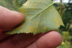 Melampsoridium betulinum